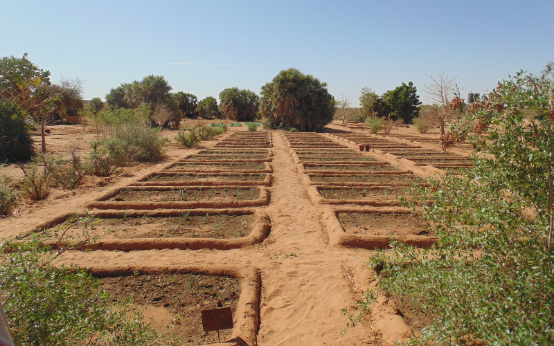 transição agroecológica na África Ocidental 
