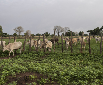 Research and Innovation for Productive, Resilient and Healthy Agro-Pastoral Systems in West Africa Project - PRISMA