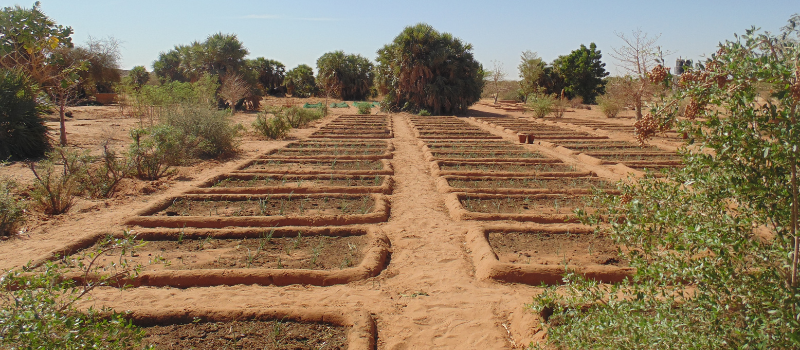 transição agroecológica na África Ocidental 