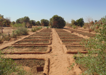 transição agroecológica na África Ocidental 