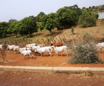 Projet Régional d’Appui au Pastoralisme au Sahel - Phase 2 (PRAPS-2)