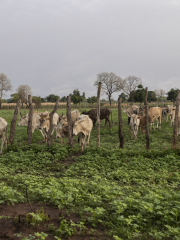 Projet de Recherche et Innovation pour des Systèmes agro-pastoraux productifs, résilients et sains en Afrique de l’Ouest - PRISMA